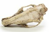 Fossil Hyaenodon Skull - South Dakota #314720-6